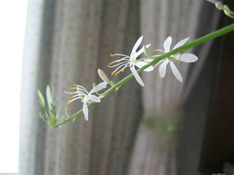 吊蘭開花|吊蘭怎麼養才能經常開花呢？